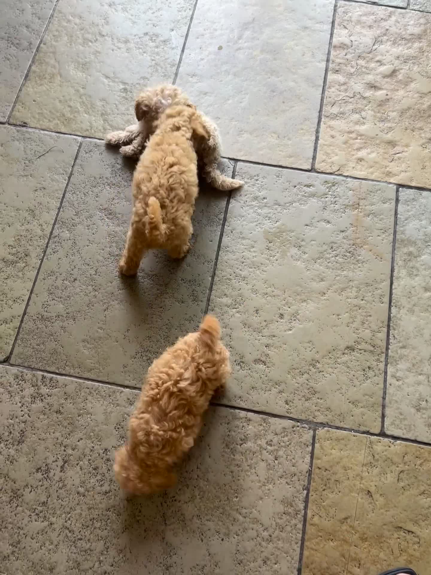 Maltipoo dogs for sale: REDUCED Beautiful maltipoos. GIRL GONE!! - Video 1