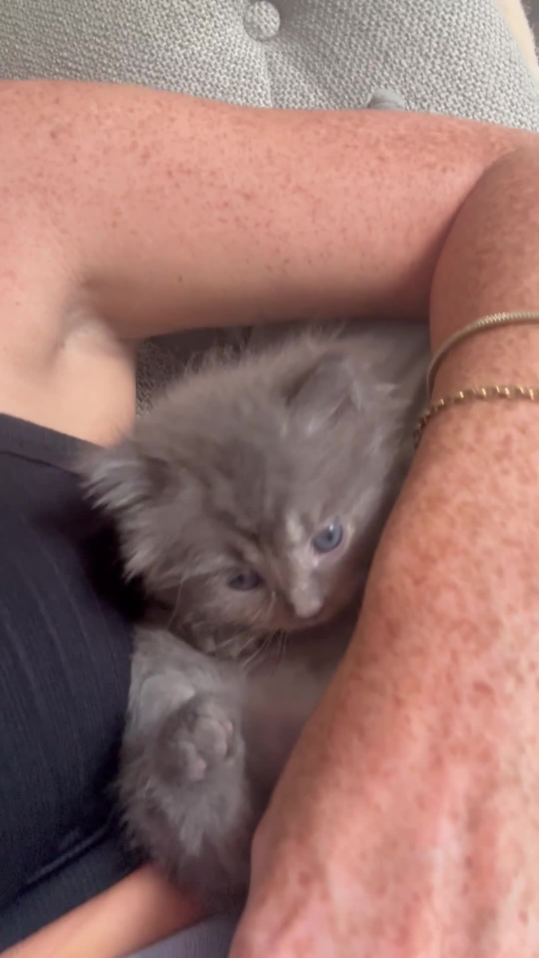 Perdoll cats for sale: Rare Perdolls  - Video 3