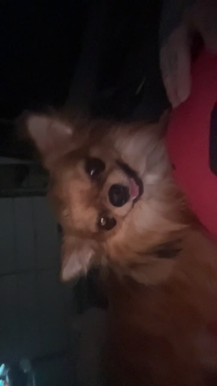 Chihuahua dogs for stud: Chihuahua For stud  in Tamworth - Video 2