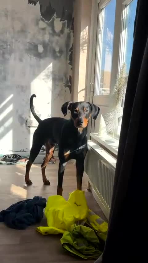 Dobermann dogs for sale: Doberman rehoming in Norwich - Video 1