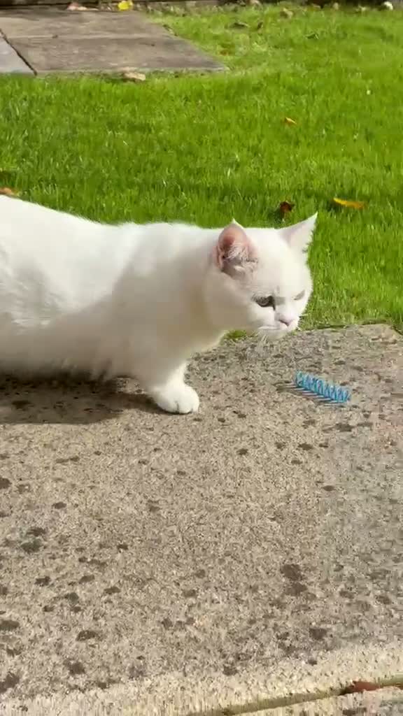 Munchkin cats for sale: 😻❤️ Marshmallow “Baby” ❤️🥰 - Video 1