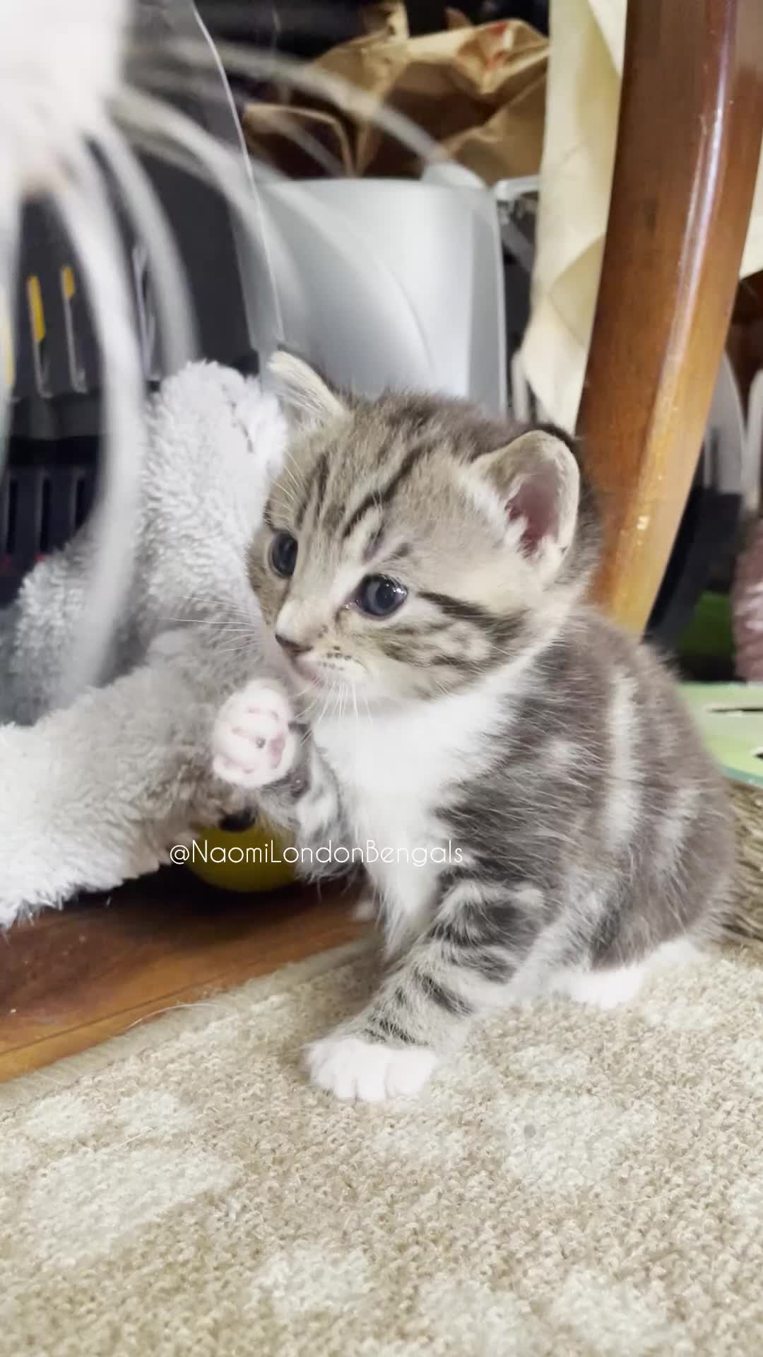 Mixed Breed cats for sale: ⭐️ BENGAL KITTEN FOR SALE! ⭐️ 🩷❤️🧡💛💚🩵💙💜 - Video 3