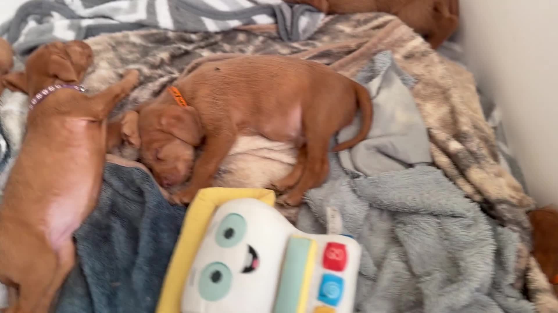 Hungarian Vizsla dogs for sale: Wirehaired Hungarian Vizsla 💕 - Video 2