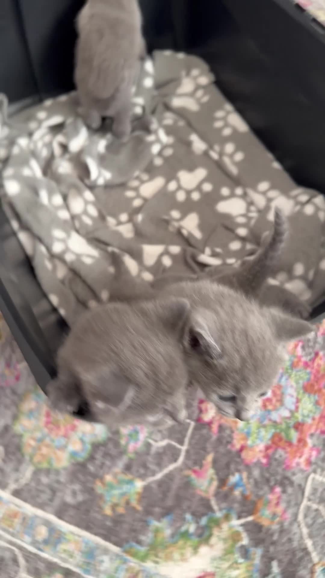 Russian Blue cats for sale: Adorable Russian blue kitten champion bloodline - Video 1