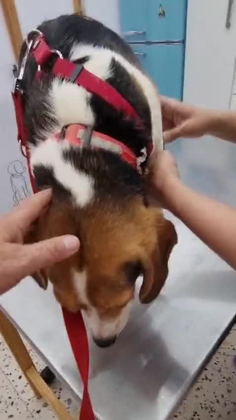 Beagle dogs for adoption: Beautiful Raoull - Video 1