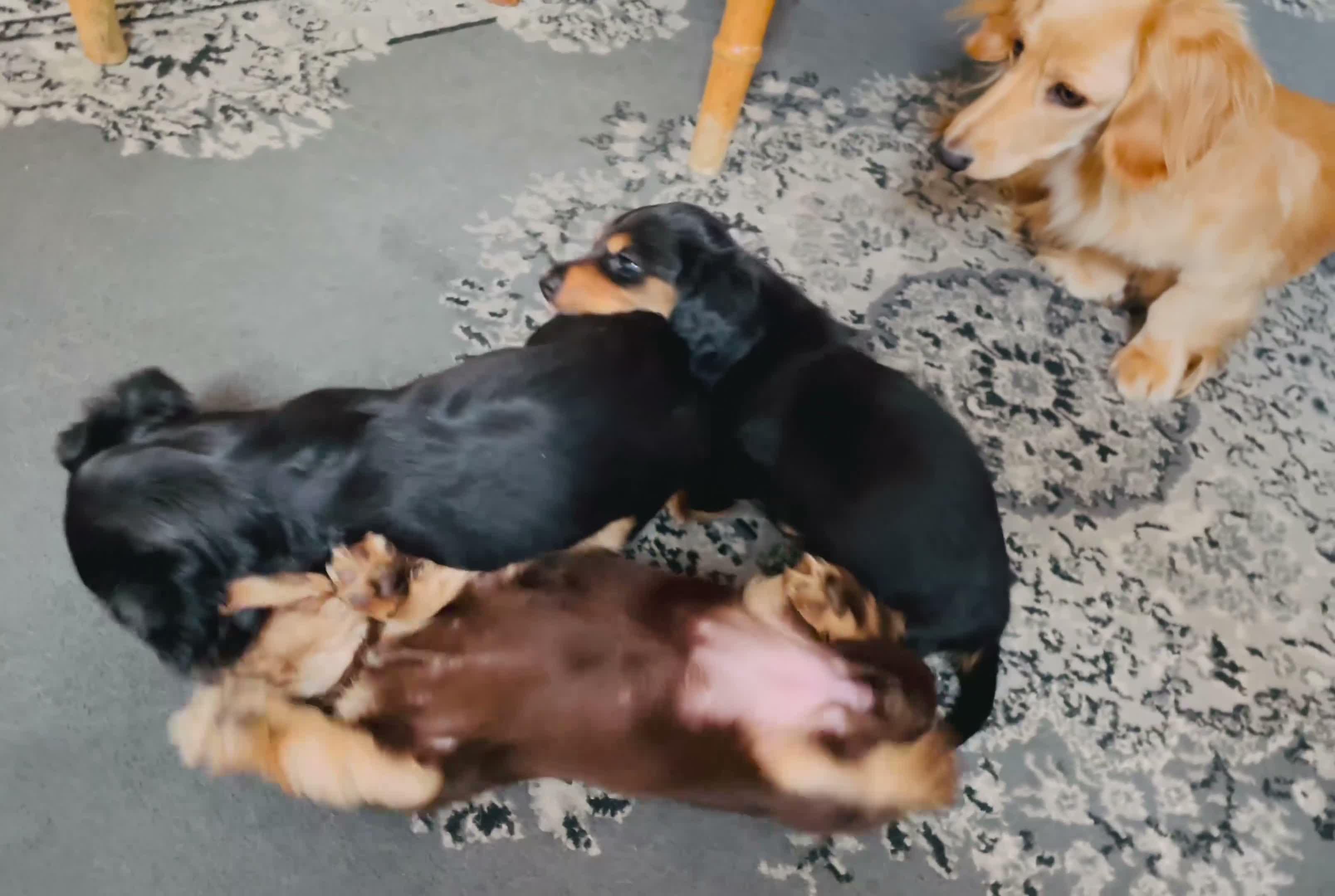 Miniature Dachshund dogs for sale: Black&Tan Puppies Looking for Their Forever Homes! - Video 4