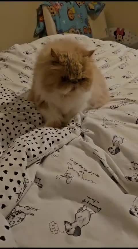 Persian cats for sale: Brown and white persion looking for a forever home - Video 1
