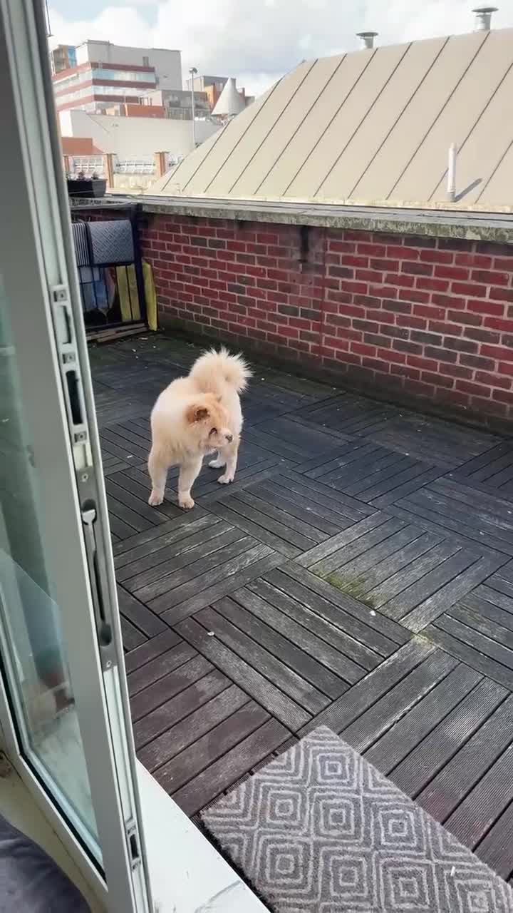 Chow Chow dogs for sale: Lovely Chow chow  - Video 1