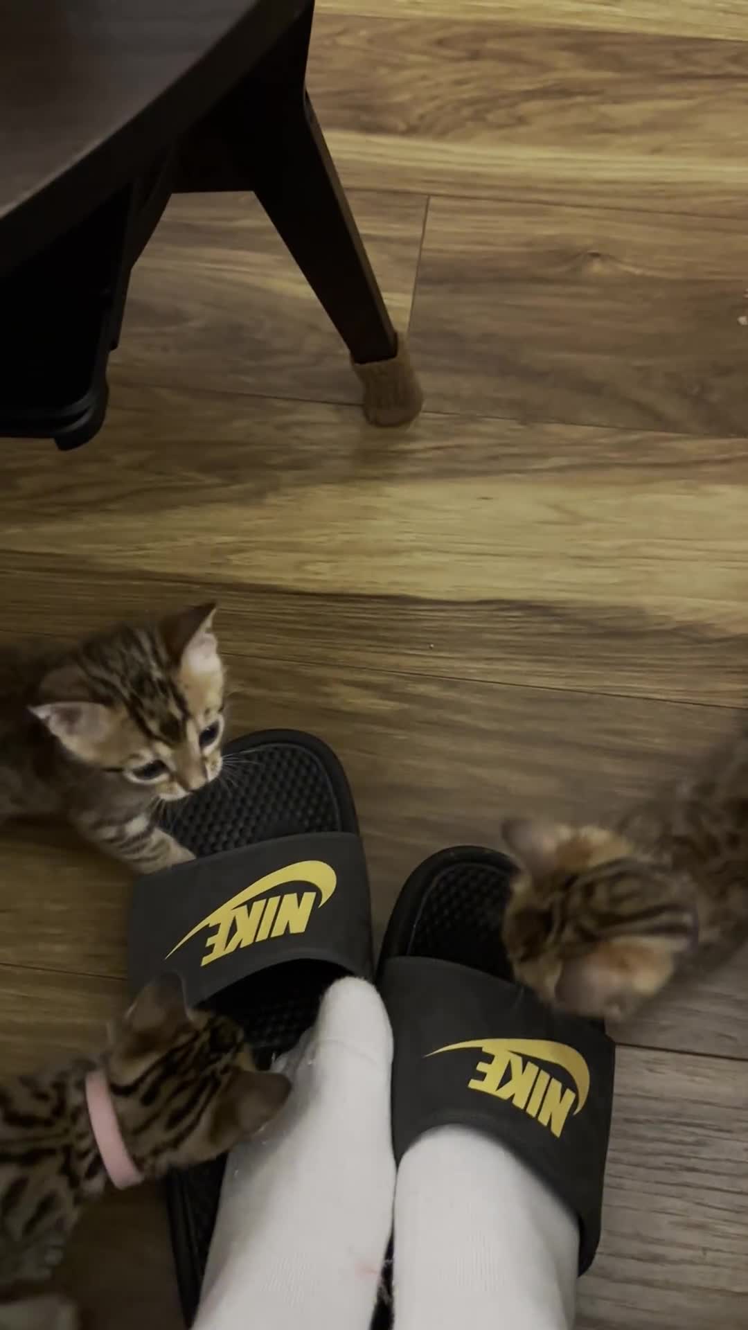 Bengal cats for sale: 🐾 Purebred Bengal Kittens for Sale 🐾 - Video 3