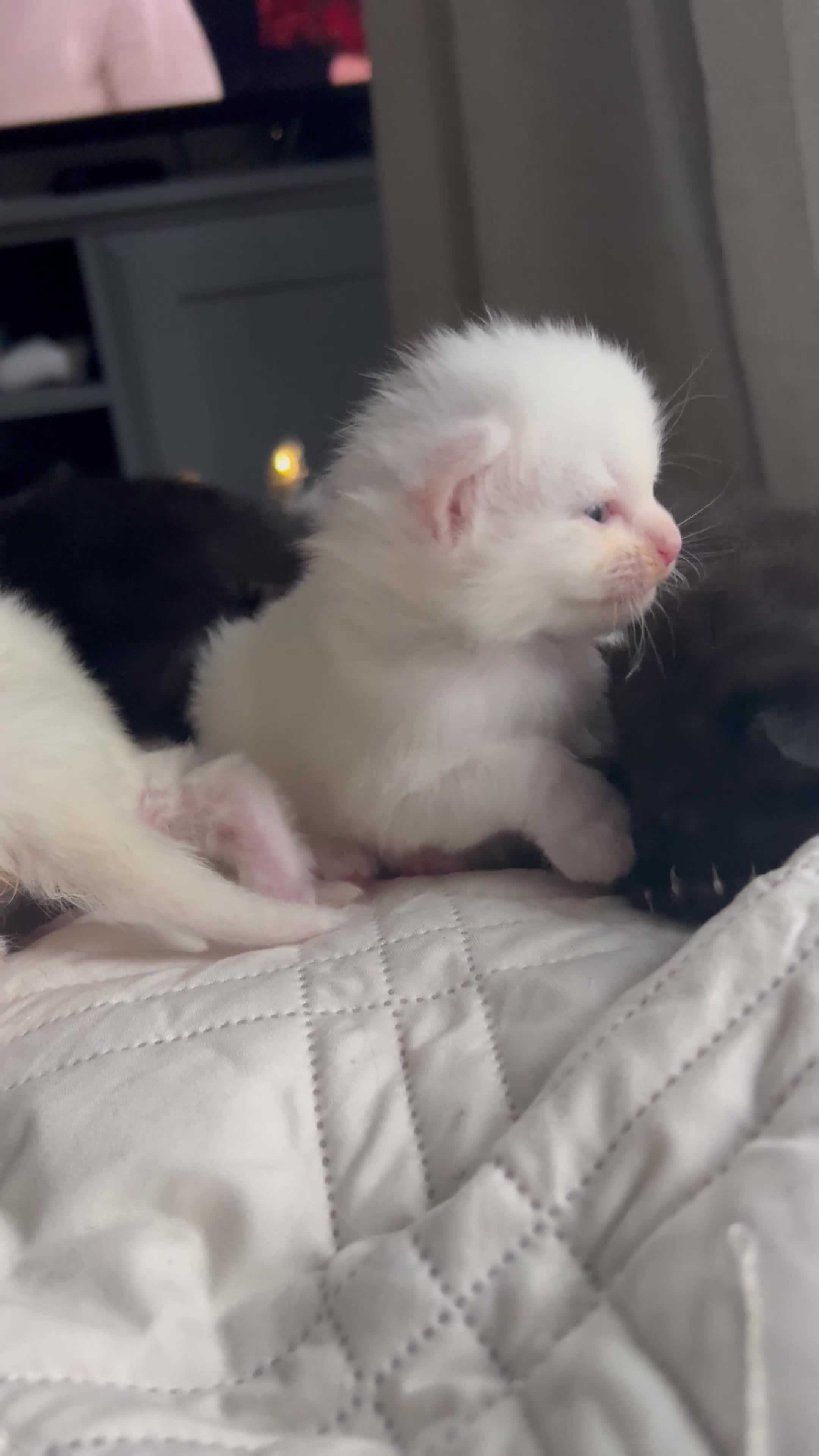 Ragdoll cats for sale: RAGDOLL X RUSSIAN WHITE kittens  - Video 1