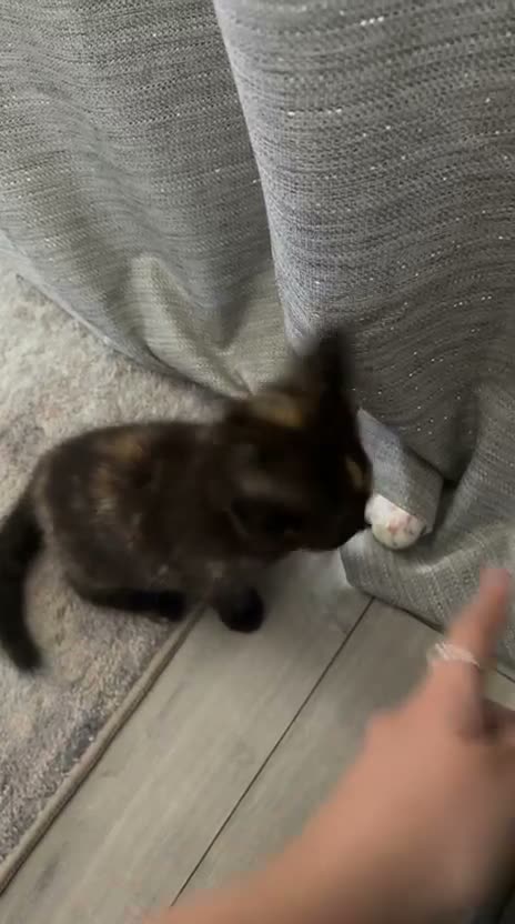 Mixed Breed cats for sale: Beautiful kittens looking for their new home  - Video 1