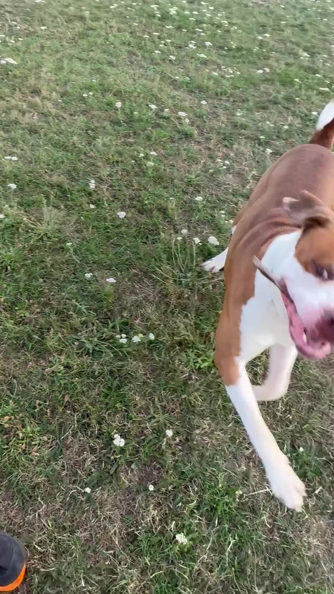 Mixed Breed dogs for sale: Boysie - Video 2