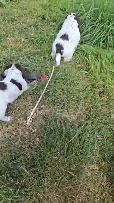 Cockapoo dogs for sale: Cockapoo Puppies Homebred Council Licenced Breeder - Video 1