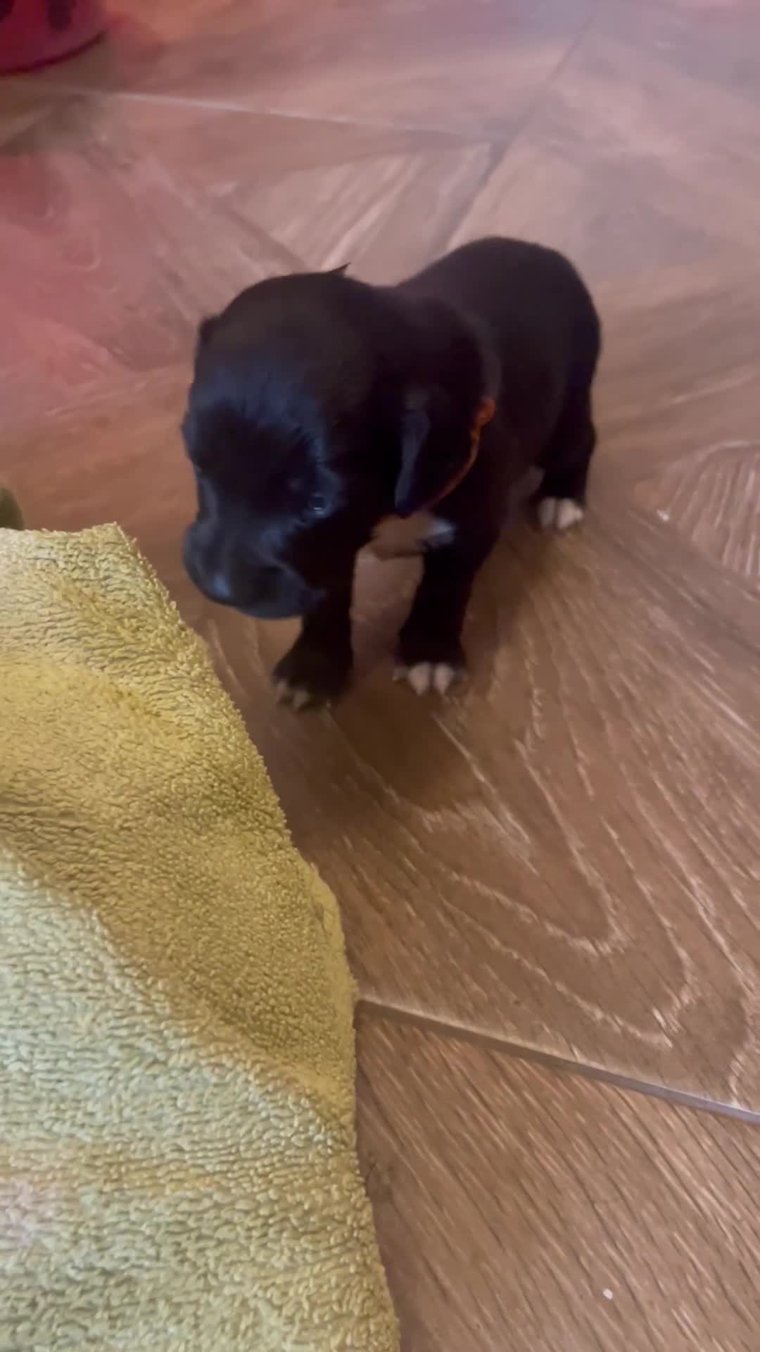 Mixed Breed dogs for sale: Cocker Collie puppies  - Video 5