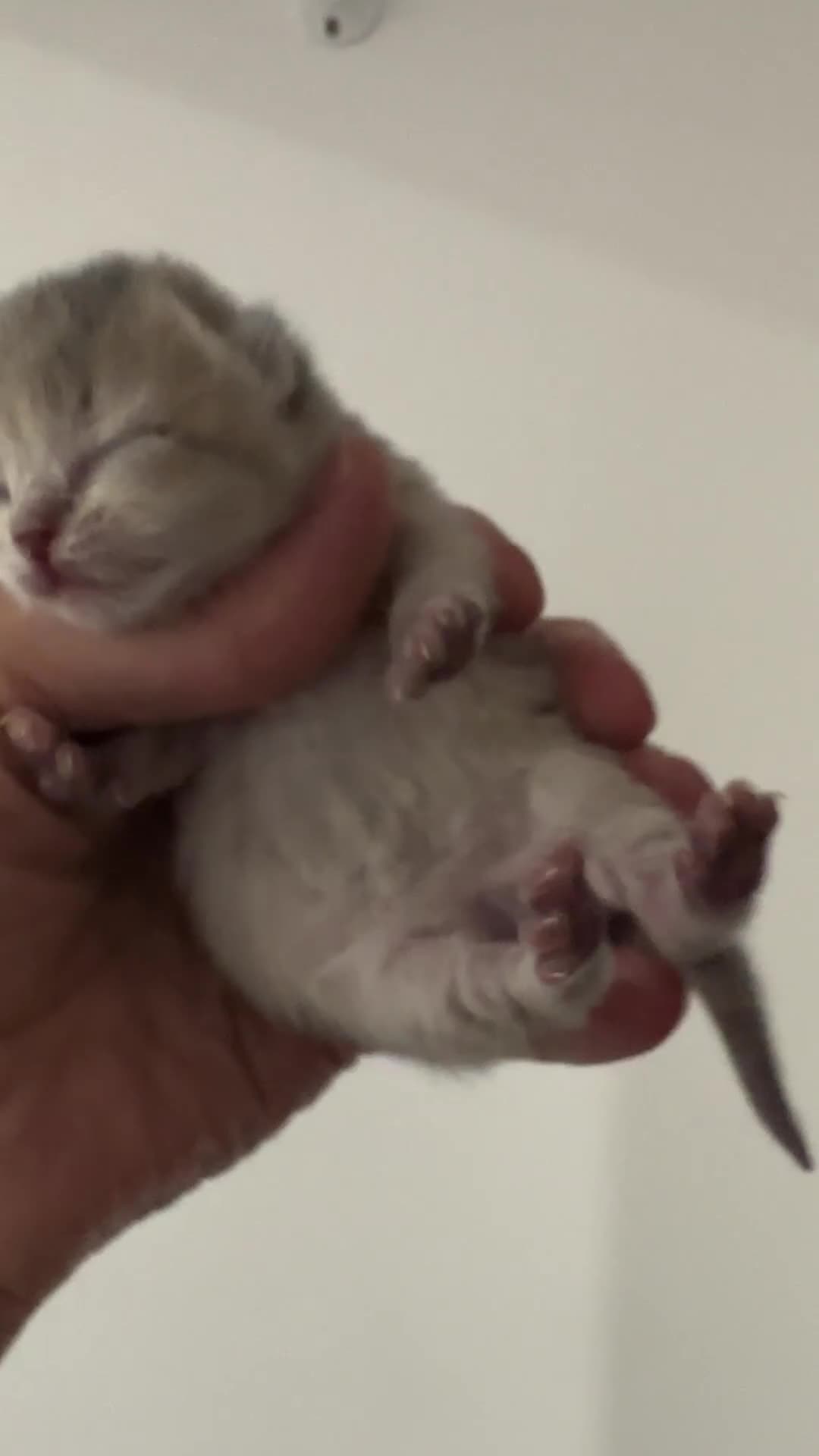 British Shorthair cats for sale: BSH Black Golden & Blue Golden Kittens - Video 1