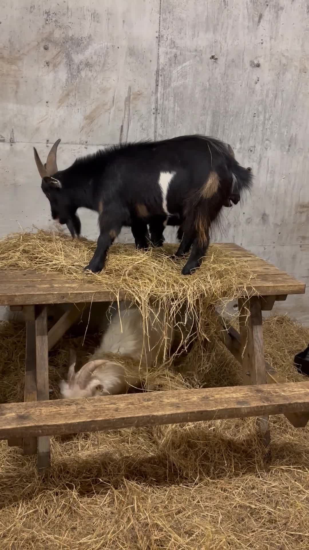Goats livestock for sale: 2 x Male Pygmy Goats  - Video 1