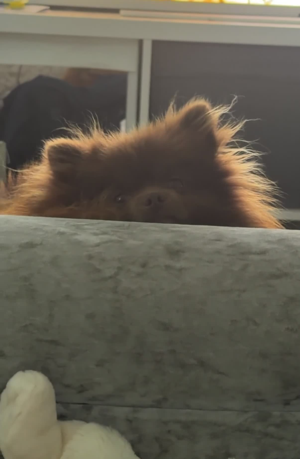 Pomeranian dogs for stud: Exceptional chocolate teddy coat Pomeranian stud - Video 4