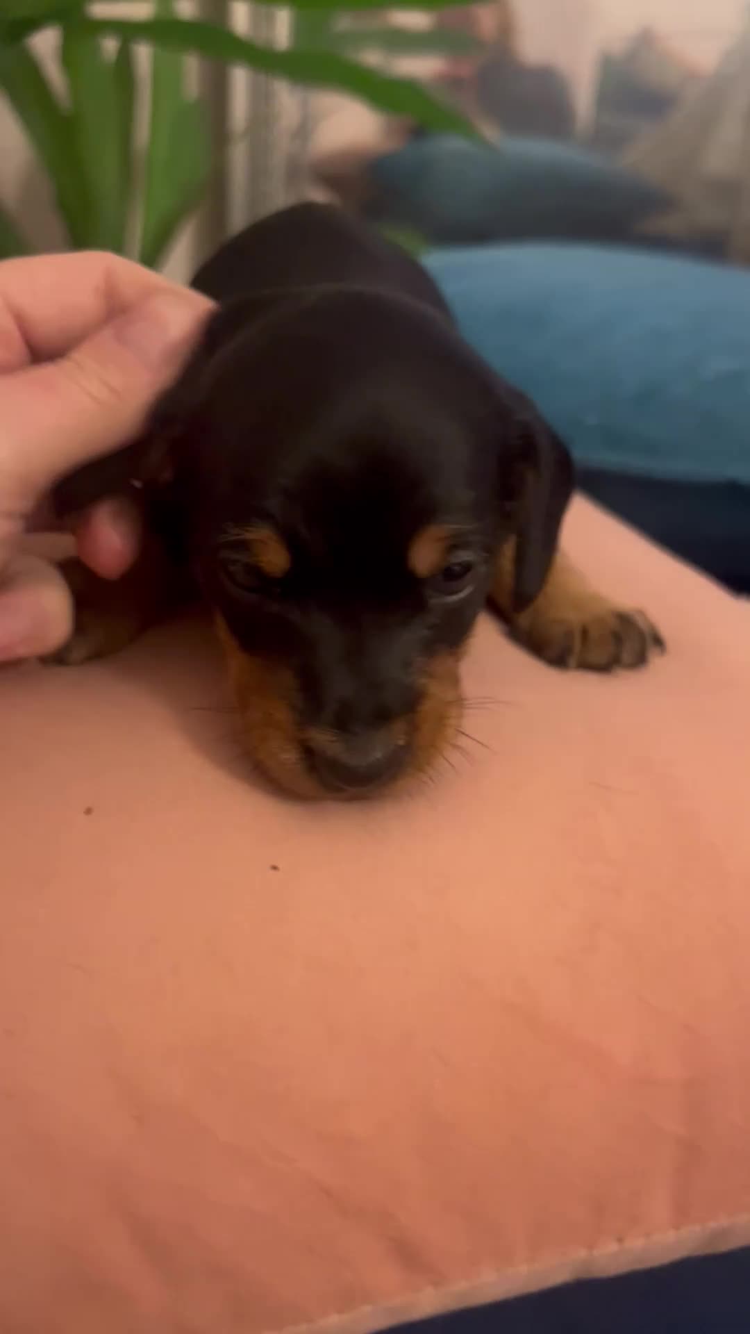 Miniature Dachshund dogs for sale: *1 boy remaining* black and tan Mini Dachshund  - Video 2
