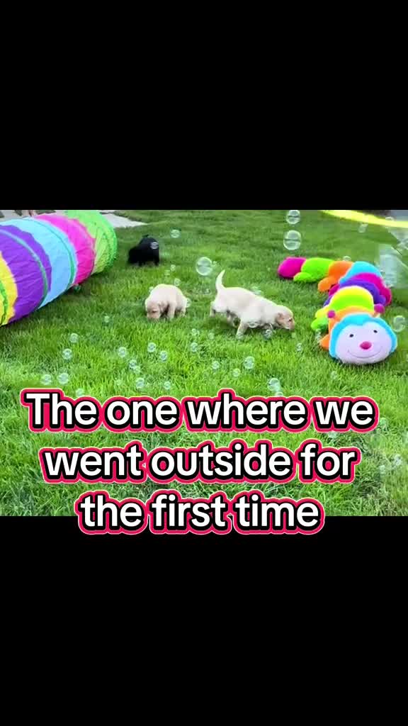 Labrador Retriever dogs for sale: WORMAGS KC REGISTERED LAST LABRADOR PUPPY - Video 1