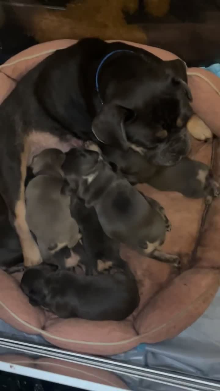French Bulldog dogs for sale: 4 males and 1 female full French bulldogs  - Video 1