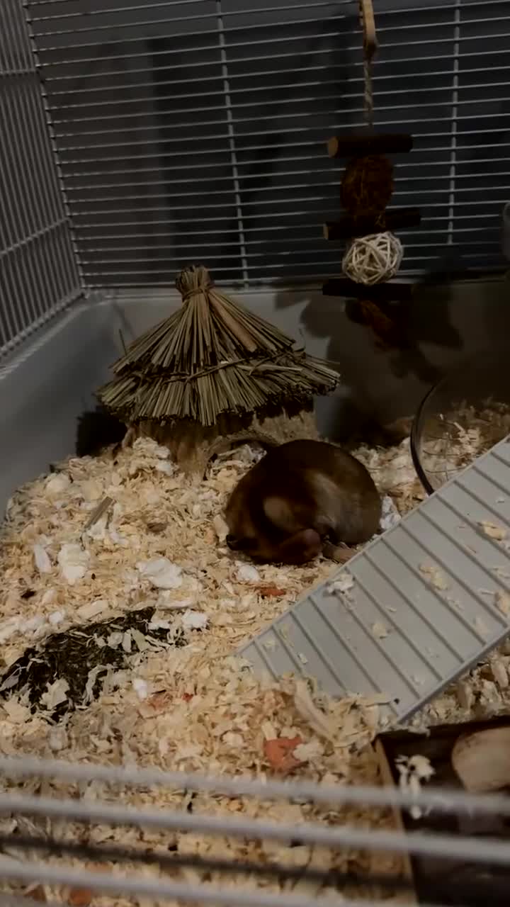 Hamster rodents for sale: Syrian hamster in Newhaven - Video 2