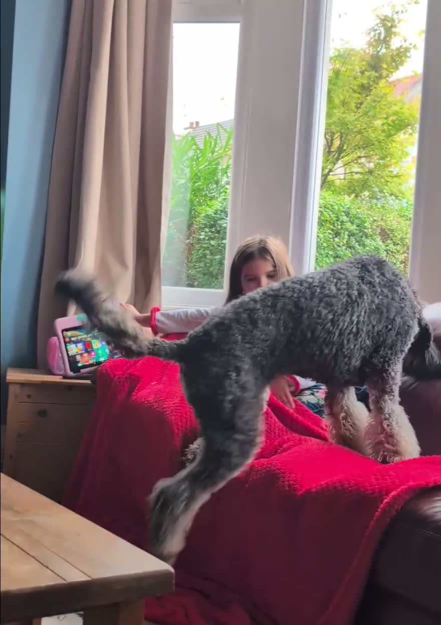 Bernedoodle dogs for sale: ⭐⭐⭐⭐Licensed•Ethical•HomeBreeder - Video 1