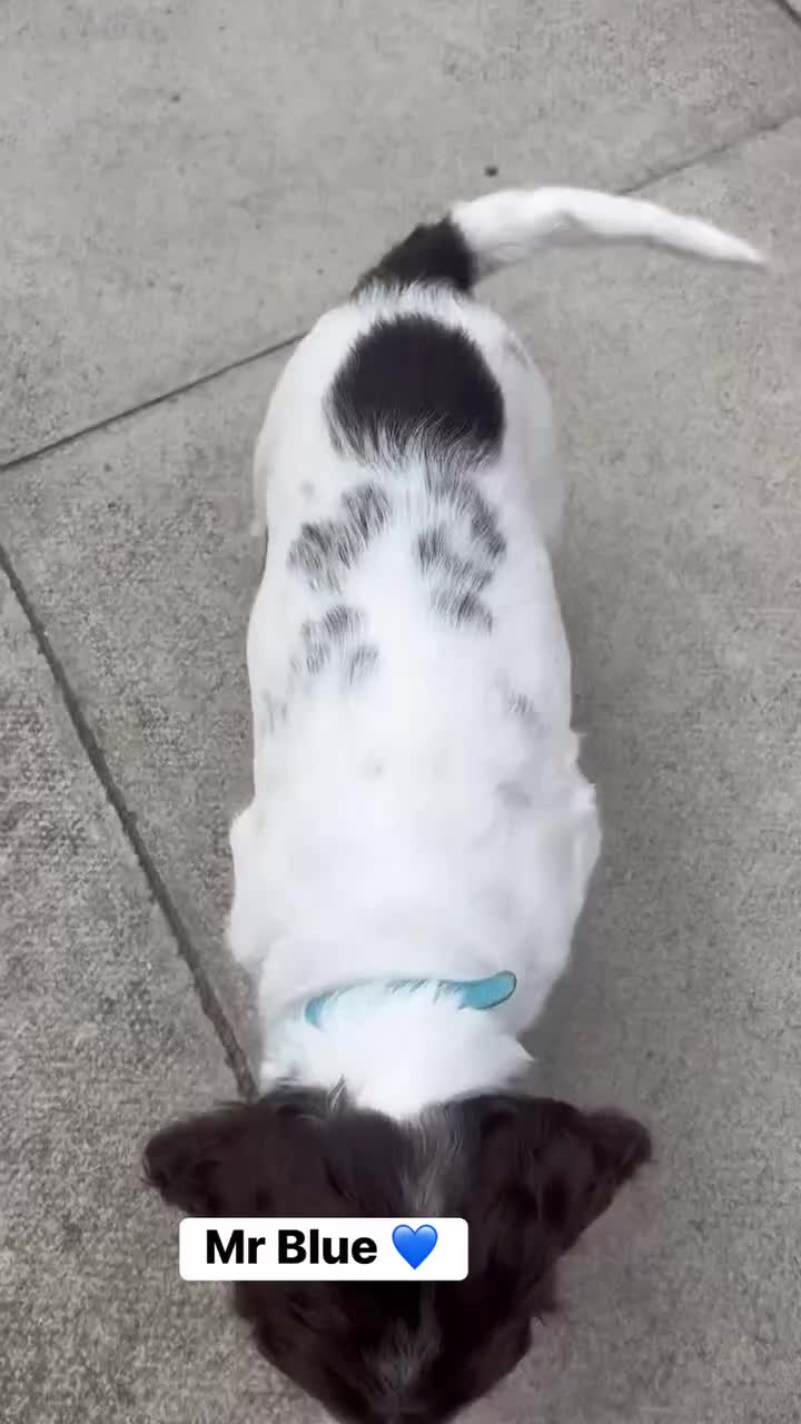 English Springer Spaniel dogs for sale: RKC English Springer Spaniel  - Video 4