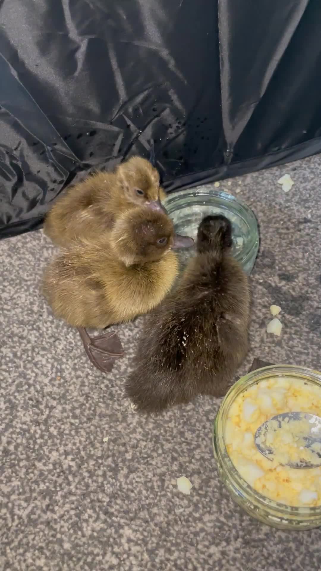 Ducks poultry for sale: Khaki Campbell ducklings  - Video 3