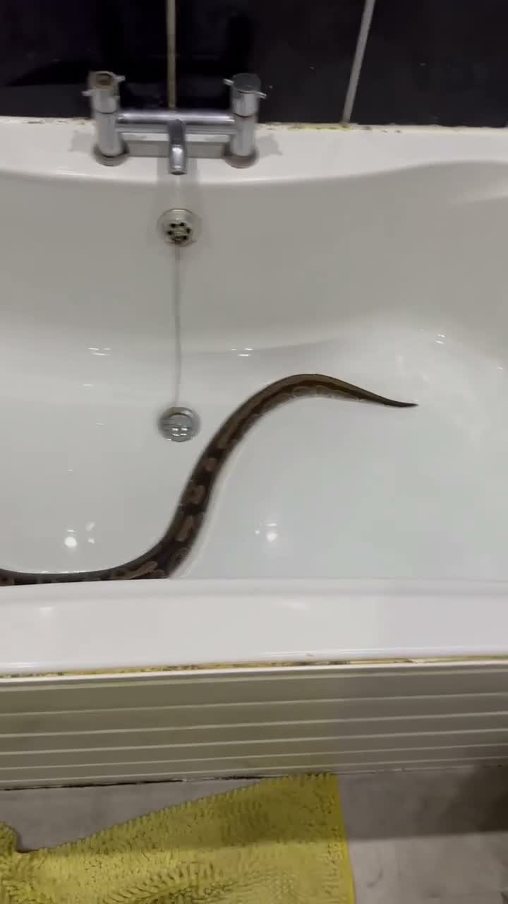 Python Snake reptiles for sale: Royal python - Video 1