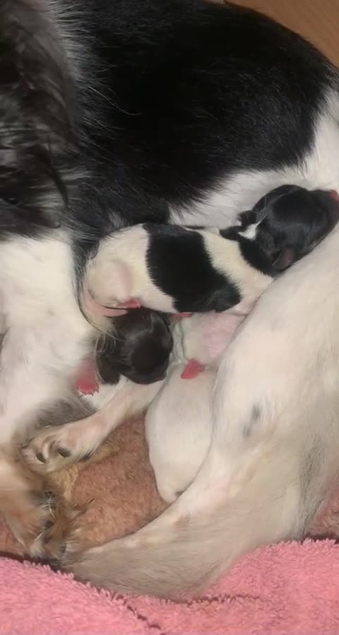 Chihuahua dogs for stud:  Miniature male Chihuahua STUD Louie in Exeter - Video 2