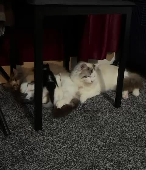 Ragdoll cats for sale: Ragdoll Kittens Ready Now – Birmingham - Video 2