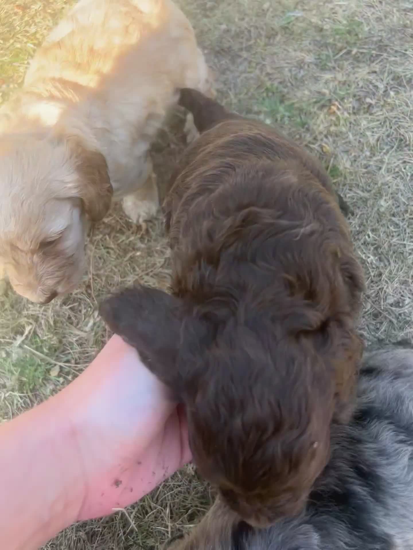 Cockapoo dogs for sale: 5 F1 cockapoo pups  - Video 1