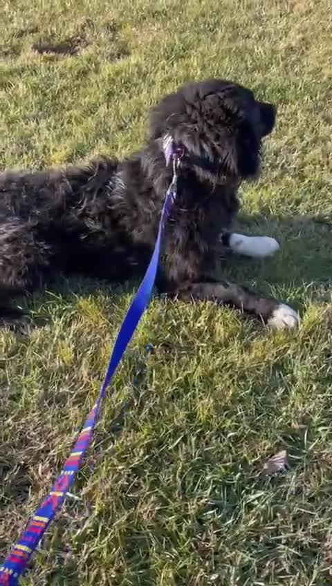 Mixed Breed dogs for adoption: 💕 Daisy & Monty – two hearts, one home 💕 - Video 4