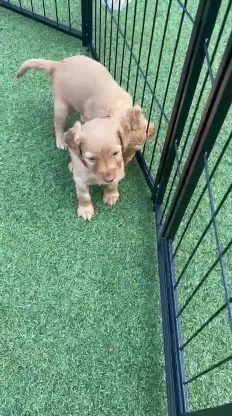Mixed Breed dogs for sale: Mini Goldendoodle - Video 2