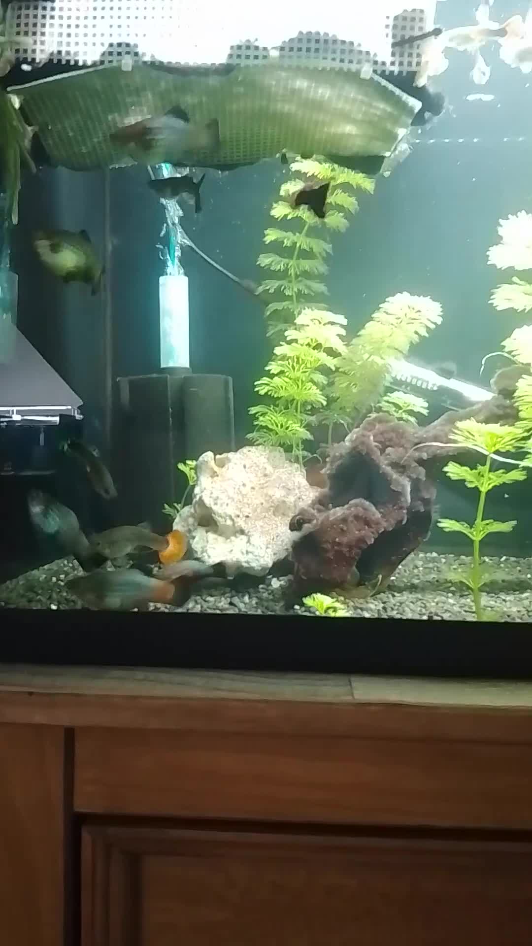 Live Bearers fish for sale: Quality Guppies, Platys, Swords, Mollies, Corys - Video 3