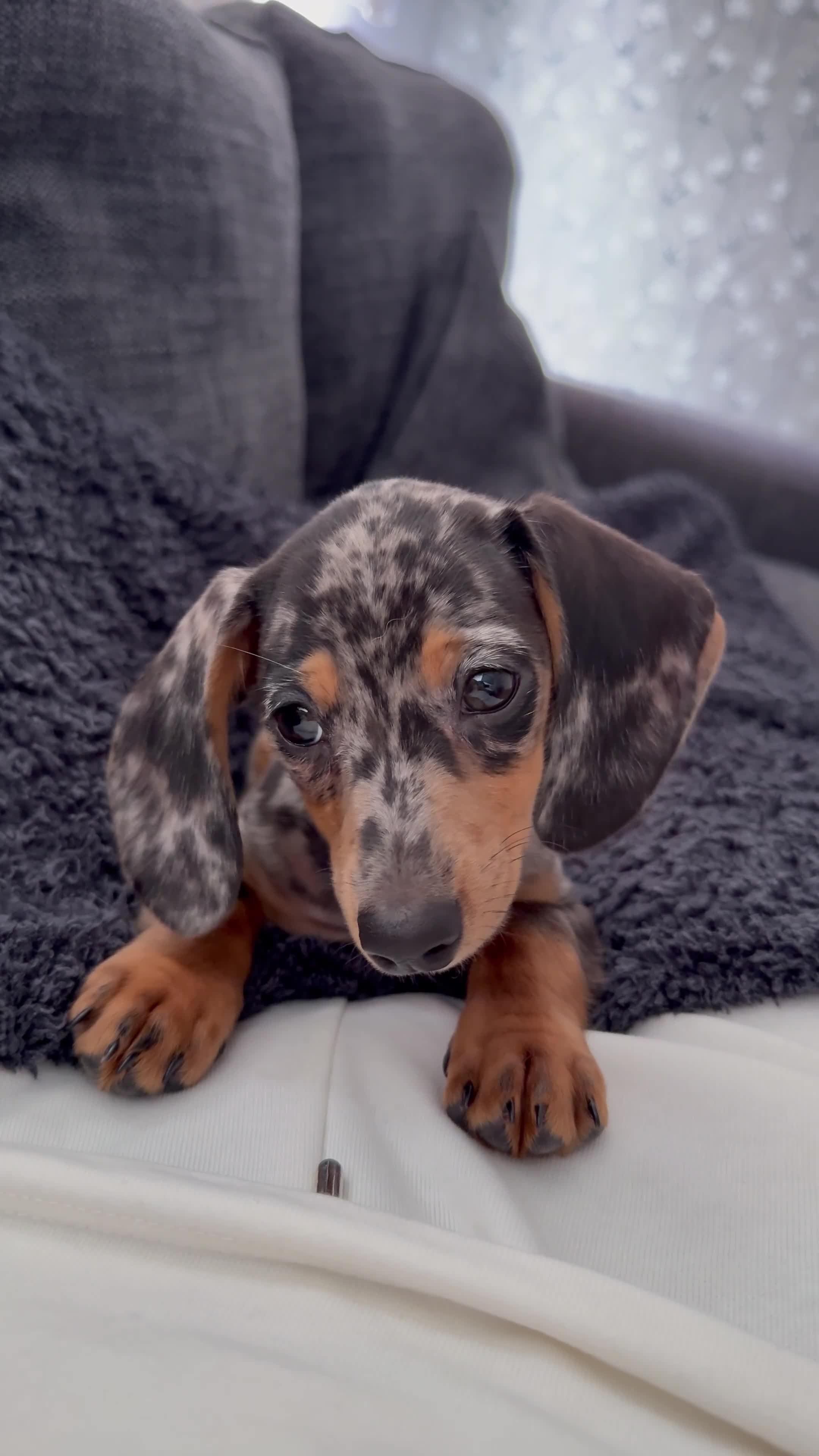 Mixed Breed dogs for sale: Rehoming - Please read the description  - Video 1