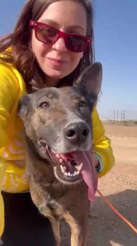 Mixed Breed dogs for adoption: Mimi is searching for her forever family - Video 1