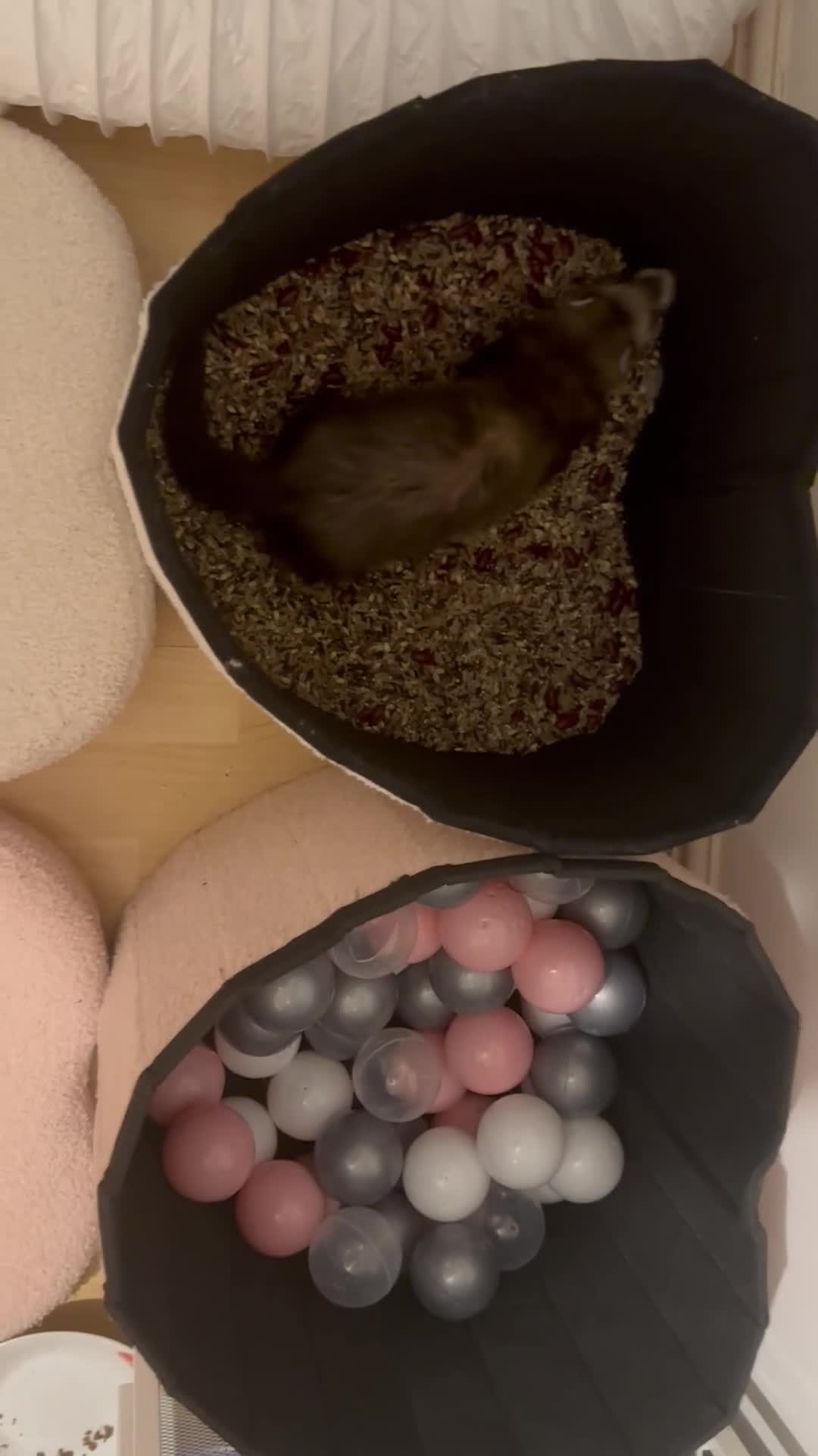 Ferret rodents for sale: 1 female ferret for rehome （Comes with Full Setup） - Video 3