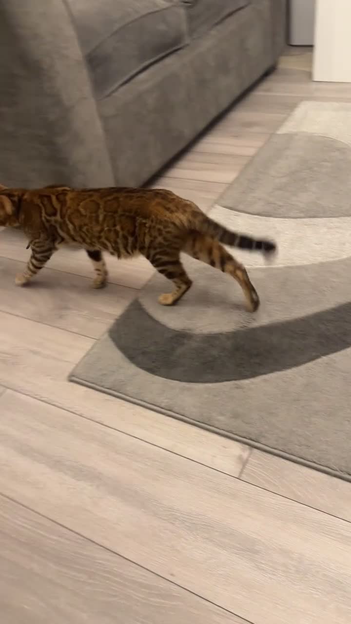 Bengal cats for sale: 💫 Exceptional Bengal Queen 💫 - Video 1