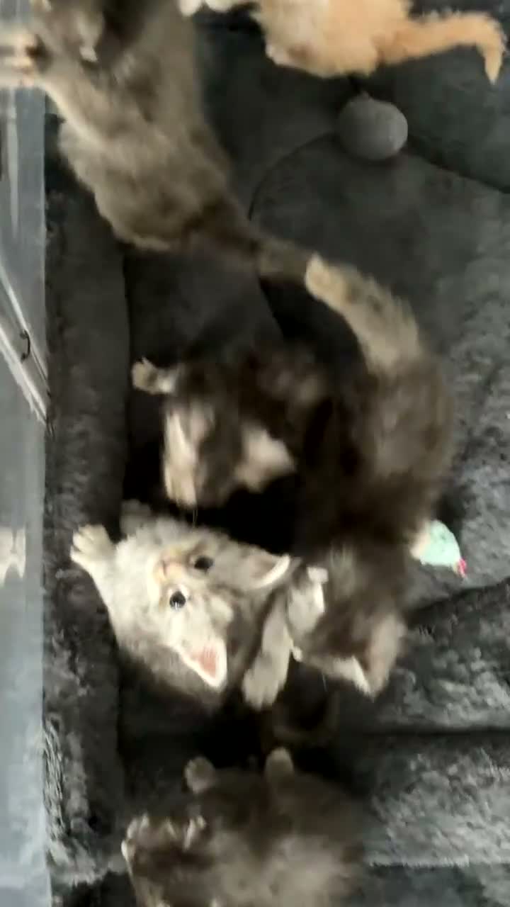 Maine Coon cats for sale: Stunning purebred Maine Coon Kittens  - Video 4