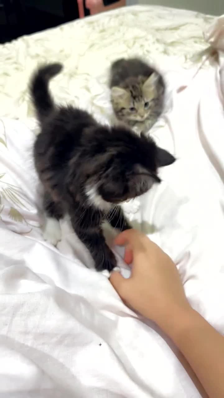 Ragdoll cats for sale: Ragdoll and Russian blue mix  - Video 3