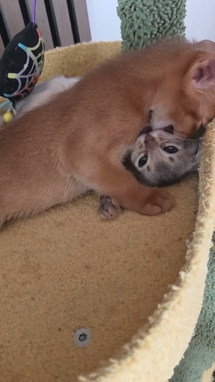 Abyssinian cats for sale: Beautiful Abyssinian Kitten  - Video 1