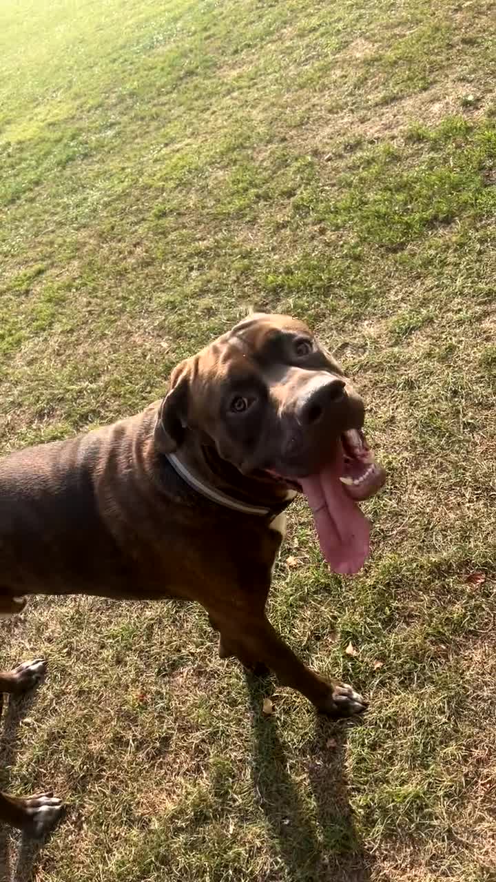 Mixed Breed dogs for sale: Sully (1 year old cane corso cross) - Video 1