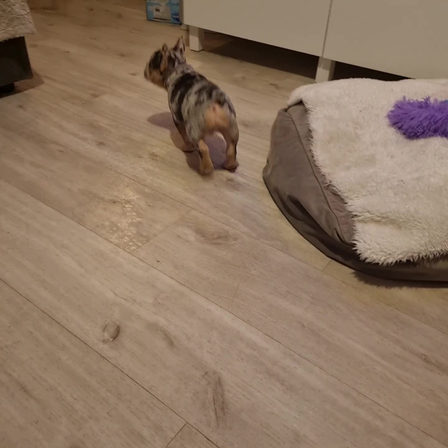 French Bulldog dogs for sale: Health tested French Bulldog puppy - Video 3