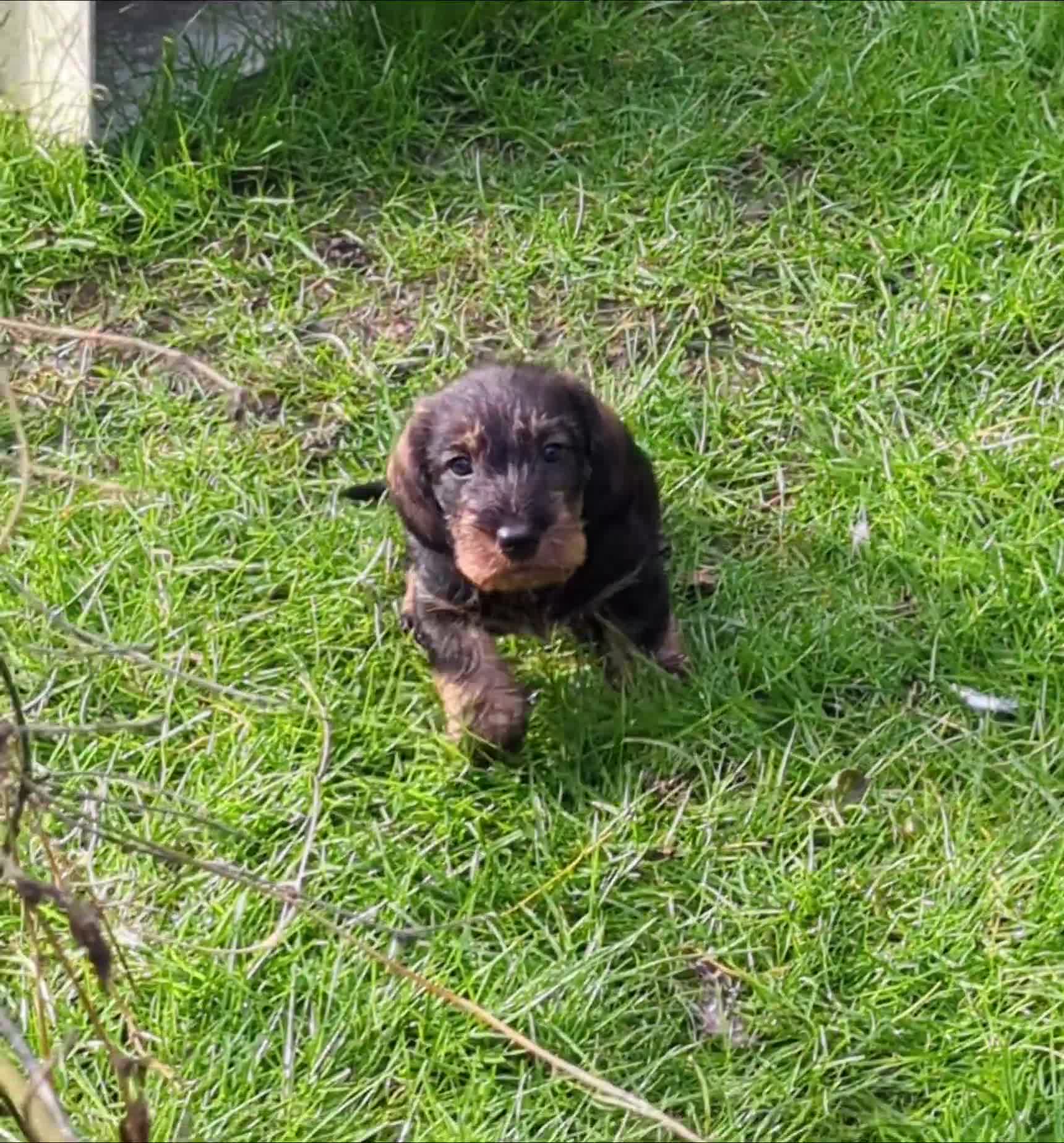 Dachshund dogs for sale: Working wirehaired dachshund pup - Video 2