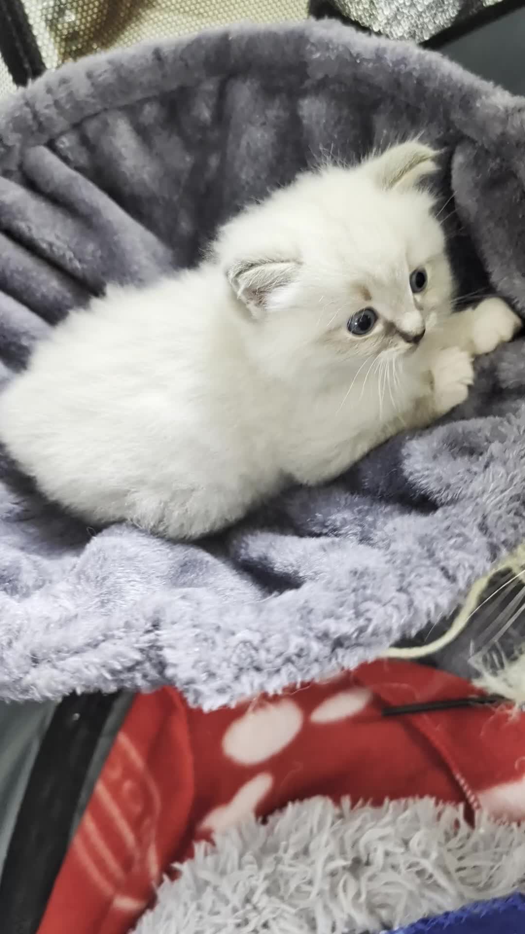 Ragdoll cats for sale: 😺Sweet affectionate Blue Ragdoll kitten 🐾 ! in Matlock - Video 1