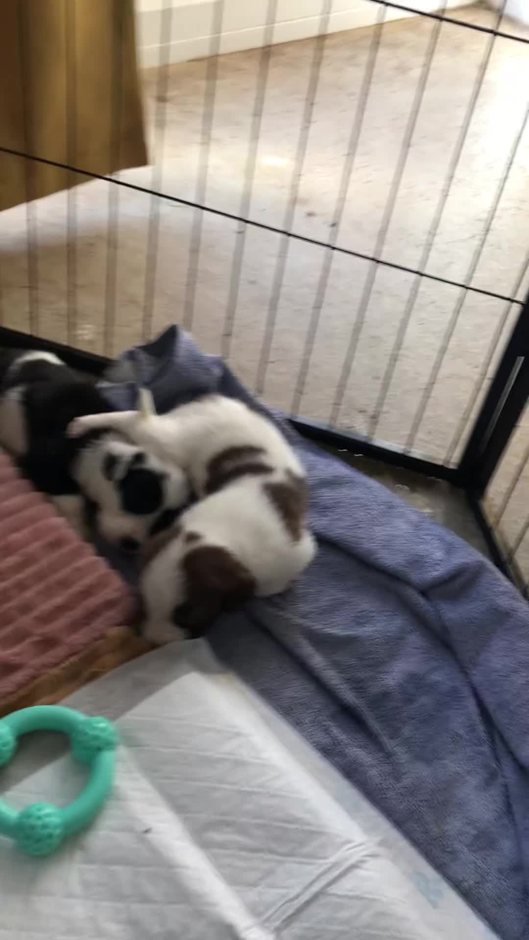 Mixed Breed dogs for sale: Border collie x Cockapoo  - Video 4