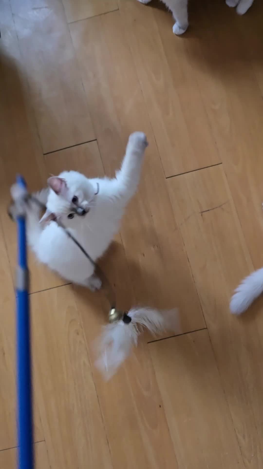 Ragdoll cats for sale: Beautiful Ragdoll Kittens available now - Video 1