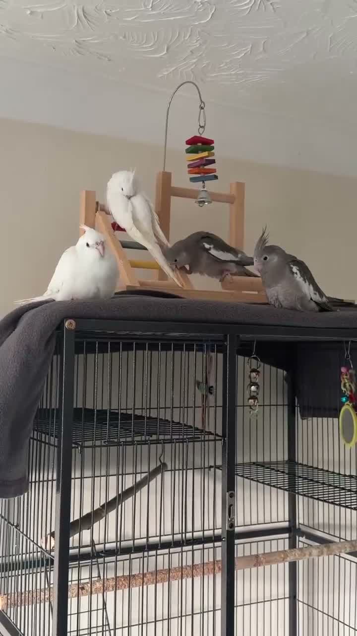 Cockatiels birds for sale: Young Hand Tamed Cockatiels in King's Lynn - Video 1
