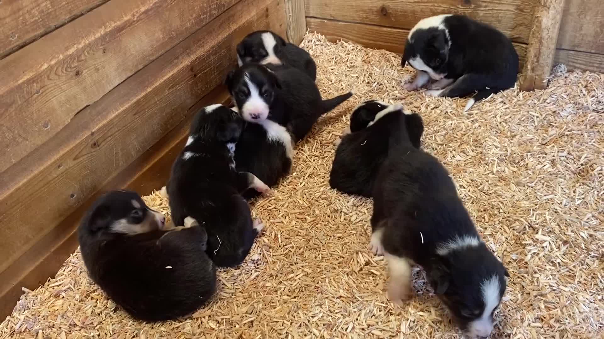 Border Collie dogs for sale: Border Collie Puppies For Sale  - Video 1